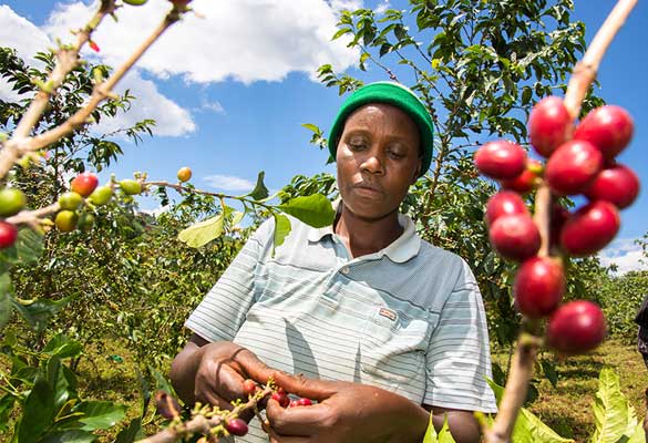 GBO_Kenya Coffee production-image